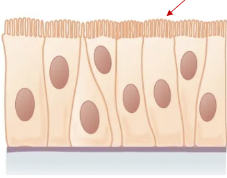 <p>What is the shape and layer of this epithelial tissue?</p>