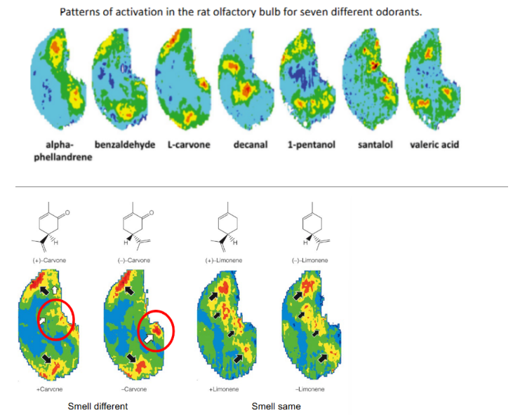 <p><u>optimal imaging method</u></p><ul><li><p>cortical cells consume oxygen when activated</p></li><li><p>so use red light to see the amount of oxygen in these cells</p></li><li><p>where less oxygen reflects less light</p></li><li><p>measuring the amount of light reflected tells us which areas of the cortex are most active </p></li></ul><p>^<strong><u> less amount of light reflected (looks less red) = more oxygen consumed = more active cortical cells</u> </strong><span style="color: rgb(152, 148, 148);"><strong>(SO area of cortex containing those cells are most active)</strong></span></p><ul><li><p><strong>chemotopic map</strong> - <span style="color: blue;">different odors activate different areas on the olfactory bulb</span></p></li></ul><p>__</p><p><u>2DG </u><strong><u>(2-deoxyglucose)</u></strong><u> technique</u></p><ul><li><p>2DG (containing glucose) is injected into an animal</p></li><li><p>then, animal is exposed to different chemicals</p></li><li><p>measure neural activation by the amount of radioactivity present</p></li></ul><p>^ <strong><u>the pattern of olfactory bulb activation is related to both </u></strong><span style="color: blue;"><strong><u>chemical structure</u></strong></span><strong><u> &amp; </u></strong><span style="color: blue;"><strong><u>perception</u></strong></span></p><p>__</p><p>(picture)</p><ul><li><p>the more active regions are in red, less active regions in blue</p></li><li><p>for “smells different”, have similar patterns of activity EXCEPT for the area circled in red, where different areas are activated (red) vs. nonactivated (blue)</p></li><li><p>for “smells same”, have similar patterns of activity (where red region in one structure is still red in the other structure, though in different amounts)</p></li></ul><p></p>