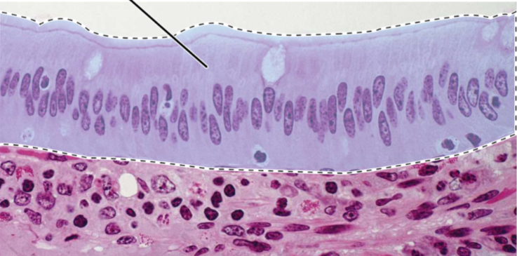 <p>Name of cell</p>