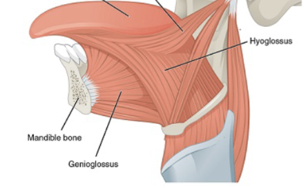 <p>mental spine of the mandible </p>