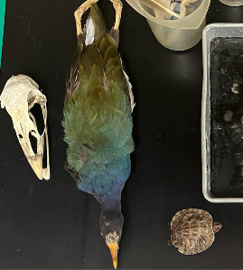 <p>What Kingdom, Phylum, Subphylum and Class are these found in?</p>