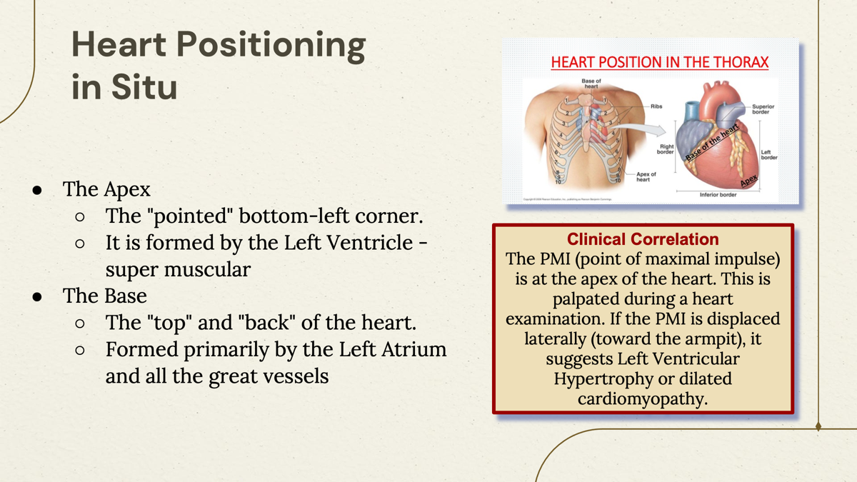 <p>The Base- the broad, flat part of the heart, <u>predominantly formed by the left atrium</u> and all great vessel.  </p>