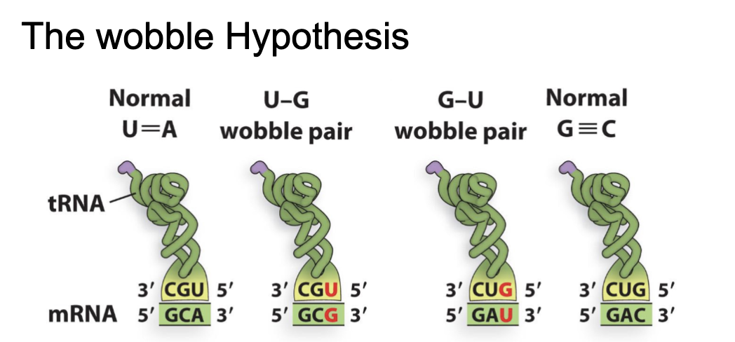<p>The wobble hypothesis</p>