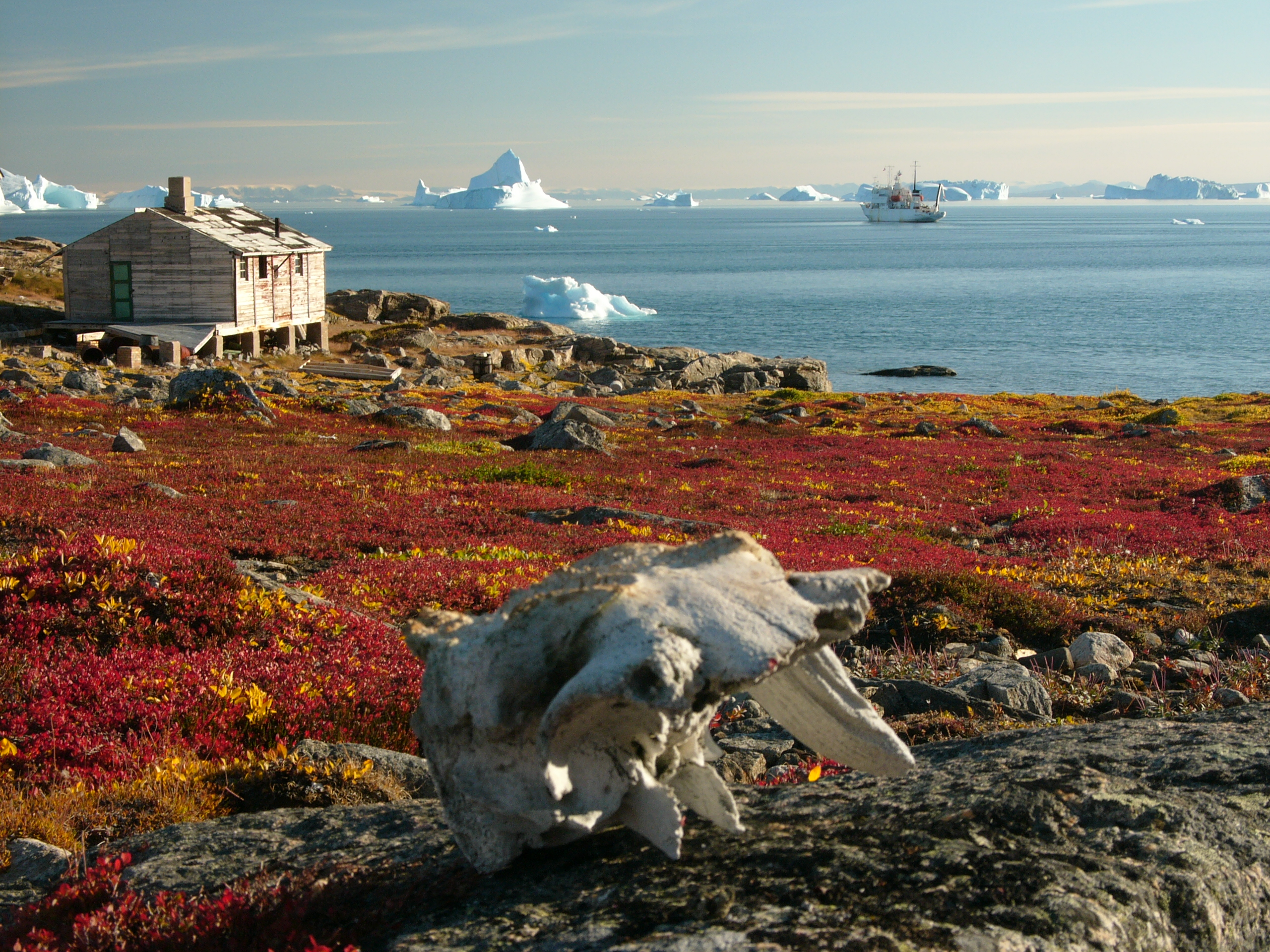 <p>Tundra</p>