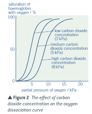 <p>As CO2 conc increases the dissociation curve is shifted to the right, meaning in high CO2 concentrations oxyhaemoglobin dissociates more readily, so oxygen is released more quickly (has a lower O2 affinity)</p>