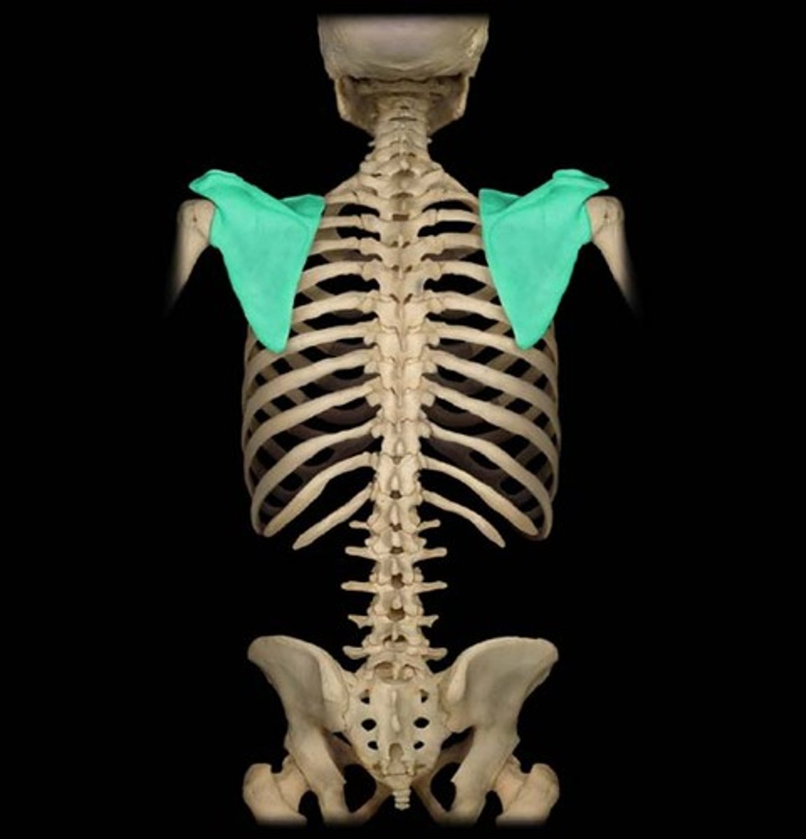 <p>Shoulder bone</p>