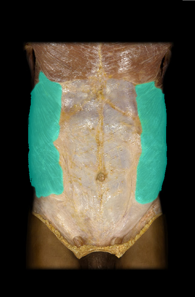 <p>External abdominal oblique m.</p>