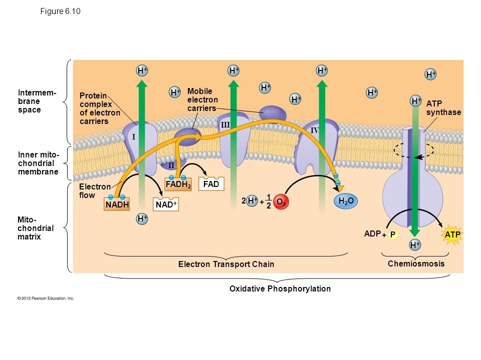 <ul><li><p>Step 4 and final step of cellular respiration; comes after the Krebs Cycle</p></li><li><p>Occurs on the inner membrane of the mitochondria</p></li><li><p>The first part of this is the electron transport chain, in which the electrons from all the NADH and FADH2 produced earlier are put into the electron transport chain</p></li><li><p>These electrons are pumped through proteins on the inner membrane, giving them energy to make a concentration gradient of H+</p></li><li><p>Once they leave, these electrons are used to make water</p></li><li><p>The second part of this is chemiosmosis, where ATP synthase uses the concentration gradient to produce ATP</p></li><li><p>This produces around 30 ATP and exactly 6 water with an input of only NADH and FADH2</p></li></ul><p></p>