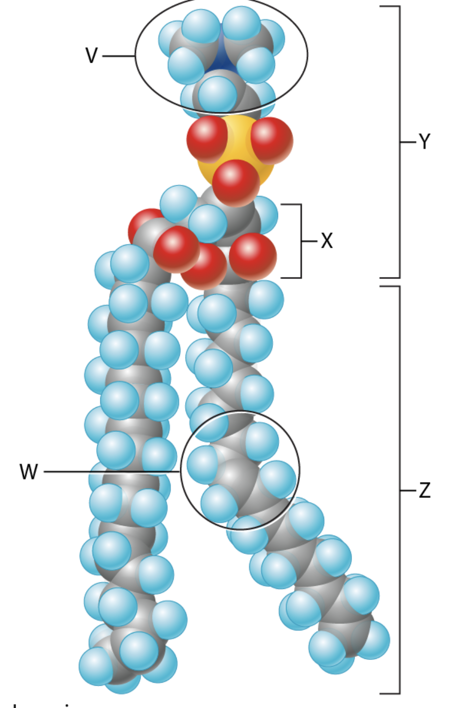 <p>The circled region labeled "W" in the figure is the site of a(n) <span style="line-height: inherit; font-size: inherit;">_____</span> that results in _____ flexibility or fluidity of a biological membrane. Click to view full size.</p>