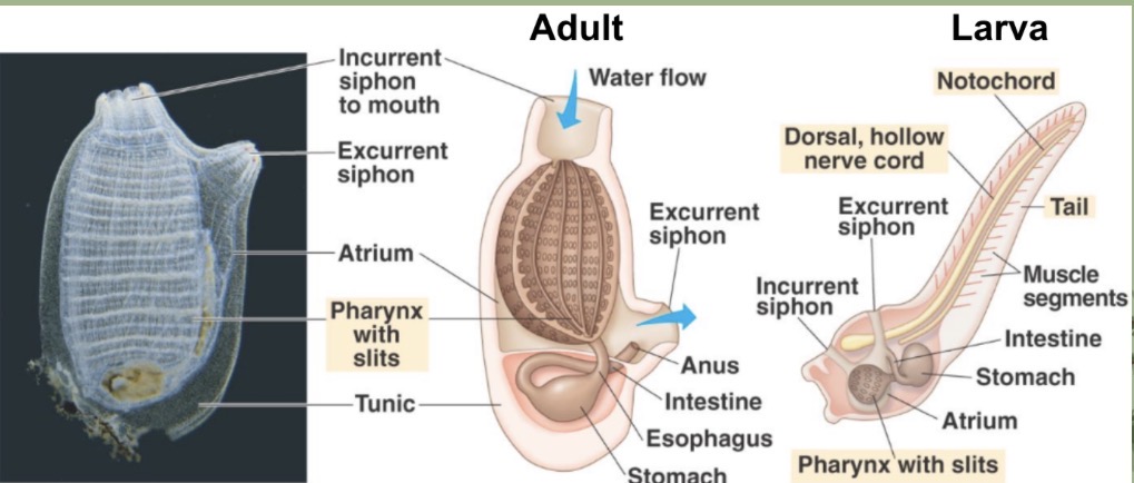 <p>pharynx with gill slits —> filter feeding</p><p>endostyle —> mucus secretion</p><p>incurrent and excurrent siphons —> respiration, draw water into body and expel</p><p>notochord —> structural support</p><p>post-anal tail —> locomotion</p><p>dorsal nerve cord —> CNS</p><p>atrium —> passage from siphon to the pharynx</p><p>tunic —> tough outer covering</p><p>stomach —> chemical and mechanical digestion</p><p>intestine —> nutrient absorbption</p><p></p>