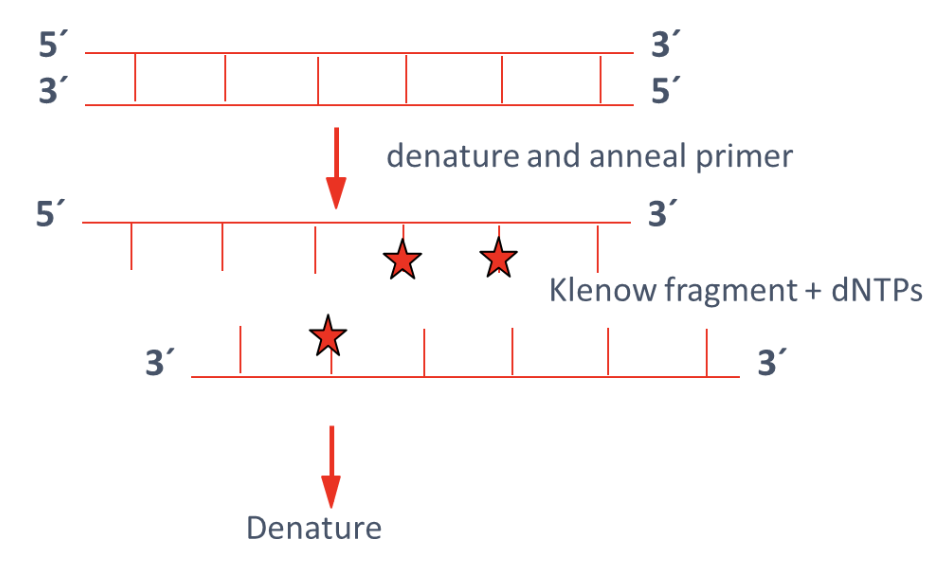 <ul><li><p>DNA is denatured and then annealed to random primers in a cycling procedure</p></li><li><p class="p1">Modified Klenow fragment of DNA Polymerase I lacks exonuclease activity</p></li><li><p class="p1">Klenow fragment extends primers while incorporating labeled nucleotides</p></li></ul><p></p>