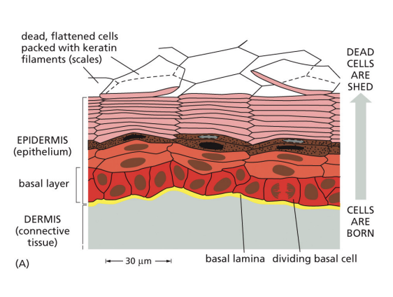 <p>by stem cells in the basal layer</p>