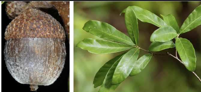 <p>Family:<br>Genus:<br>Species:<br>Common Name:</p>