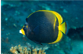 <p>Chaetodon flavirostris</p>