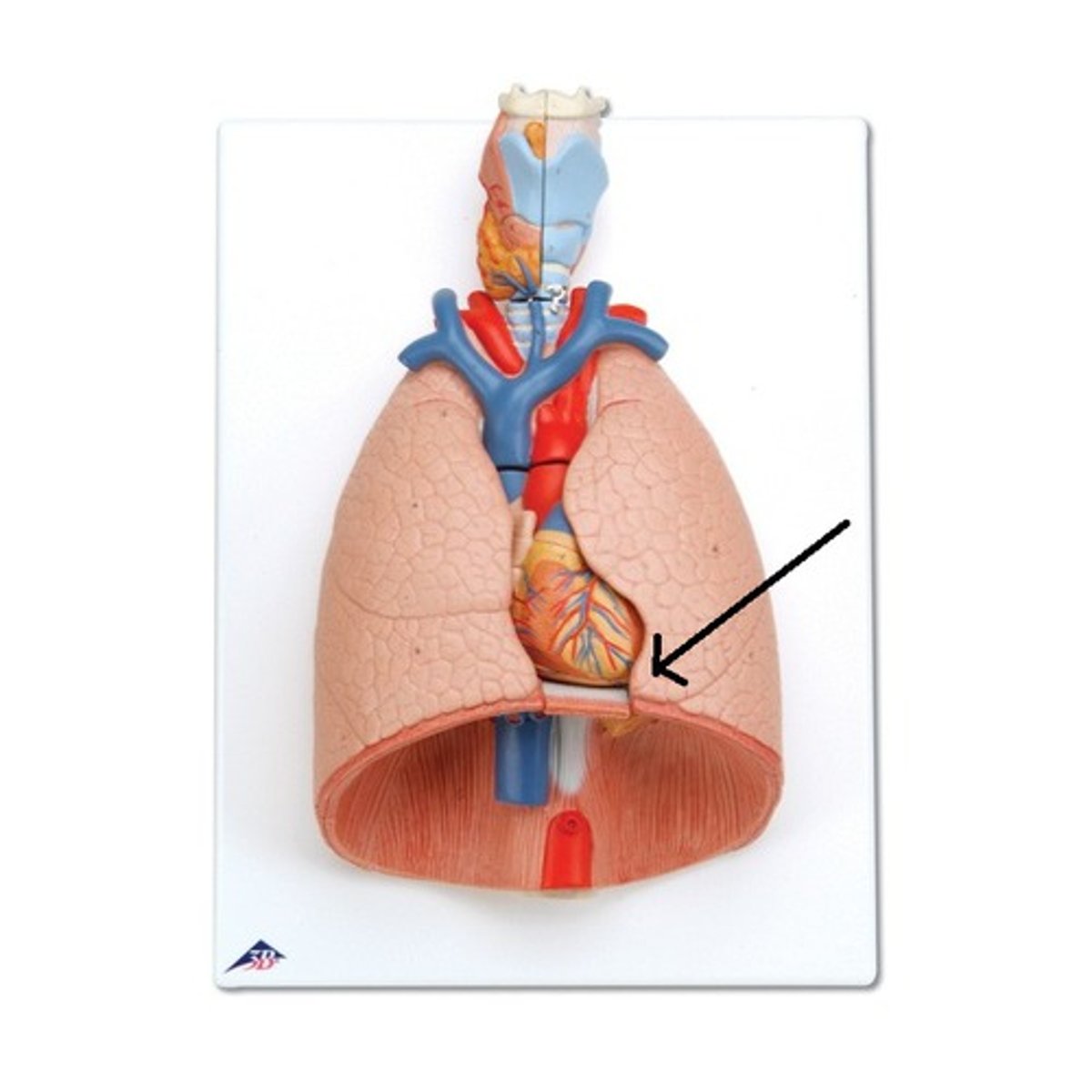 <p>flat, tongue-shaped process on the left lung</p>