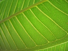 <p>green</p>