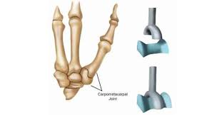 <ul><li><p>each articular surface has concave and convex surfaces</p></li><li><p>biaxial joints</p></li><li><p>allows flexion, extension, adduction, abduction, circumduction</p></li><li><p>no axial rotation</p></li><li><p>1st carpometacarpal joint</p><ul><li><p>allows opposition of the thumb</p></li></ul></li></ul><p></p>