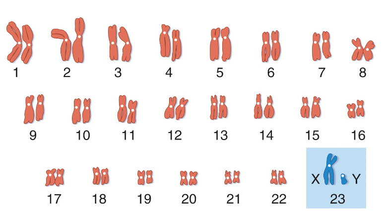 <p>entire set of chromosomes arranged in decreasing size order &amp; according to the position of the centromere</p>