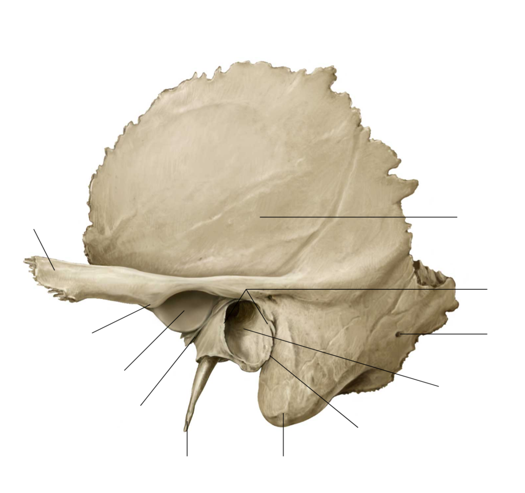 <p>What bone is this?</p>