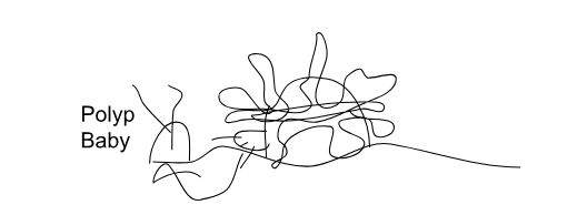 <ul><li><p><span style="background-color: transparent;">Polyp</span></p></li><li><p><span style="background-color: transparent;">Adult</span></p></li><li><p><span style="background-color: transparent;">Reproduces a sexually. Budding or prodcuce Medusa</span></p></li></ul><p></p>