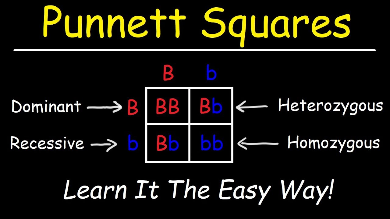<p>Both alleles are the same and recessive (e.g., bb).</p>