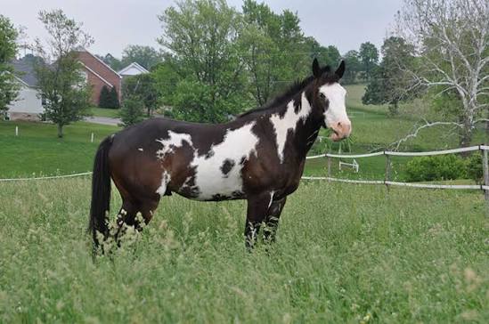 <p>Horse that has both large white areas and another color</p>