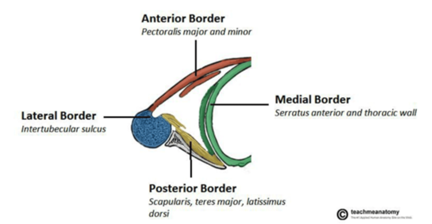 <p>latissimus dorsi</p>