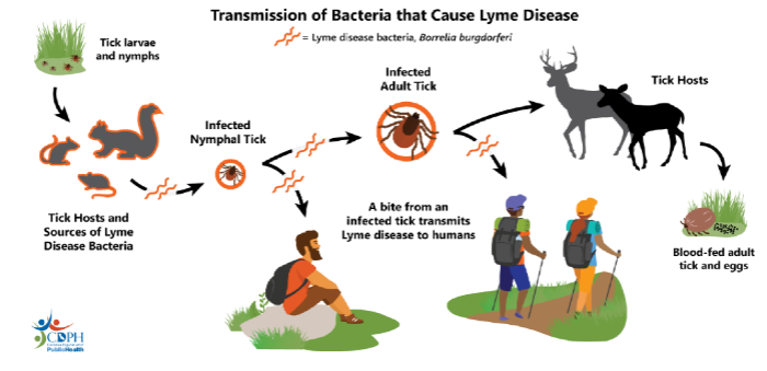 <p>through a tick bite.</p><p>infected nymphal tick can either bite human or turn into adult tick, then bite human or infect more hosts.</p>