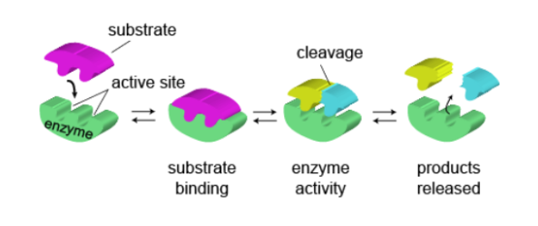 <ul><li><p><span style="background-color: transparent;">An enzyme works by attaching itself to the reactants of <strong>substrates</strong> (the specific molecule an enzyme acts upon-eg. protein, carb, etc.).</span></p></li><li><p><span style="background-color: transparent;">The area of the enzyme that the substrate binds to is called the <strong>active site.&nbsp; </strong></span></p></li><li><p><span style="background-color: transparent;">The active site of the enzyme must be well matched with the surface of the substrate, like a piece of a puzzle.</span></p></li><li><p><span style="background-color: transparent;">Once the substrate enters the active site on the enzyme, the enzyme modifies itself so that they fit together more effectively. - This modification process is known as the <strong>induced fit model. (</strong>previously called the lock and key model)&nbsp;</span></p></li><li><p><span style="background-color: transparent;">Once the enzyme and the substrate are attached, they are called the <strong>enzyme-substrate complex</strong>.&nbsp; </span></p></li><li><p><span style="background-color: transparent;">The enzyme works to dismantle the substrate into smaller molecules which are then released from the enzyme.</span></p></li></ul><p></p>