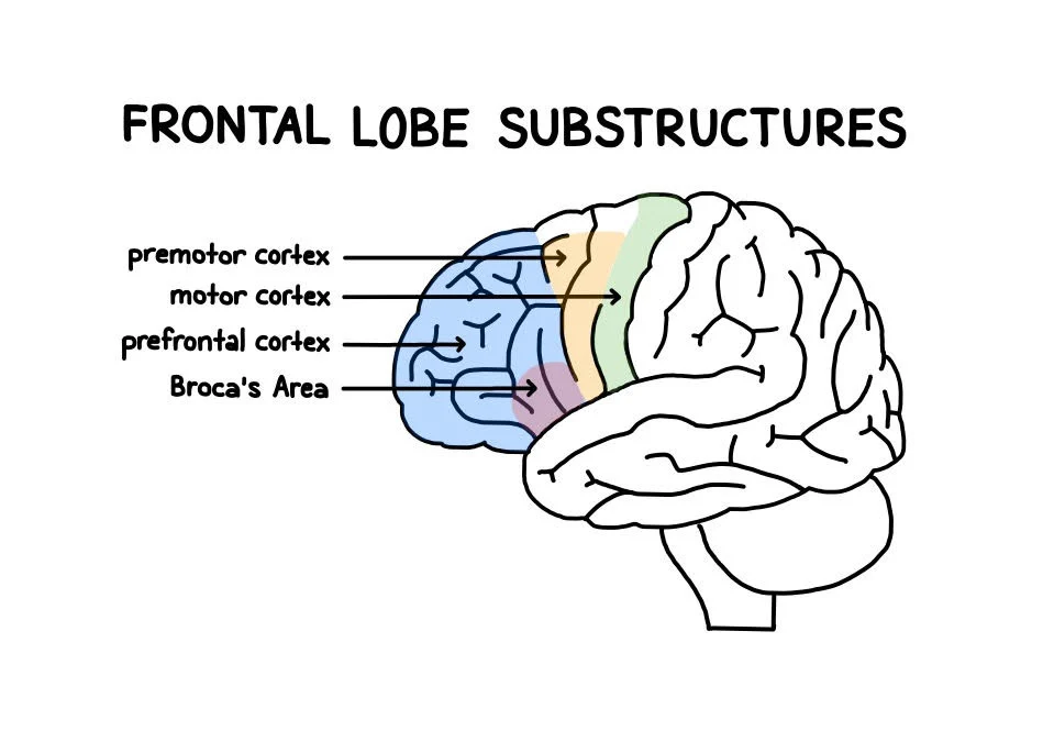 <p>What is the frontal lobe responsible for? </p>