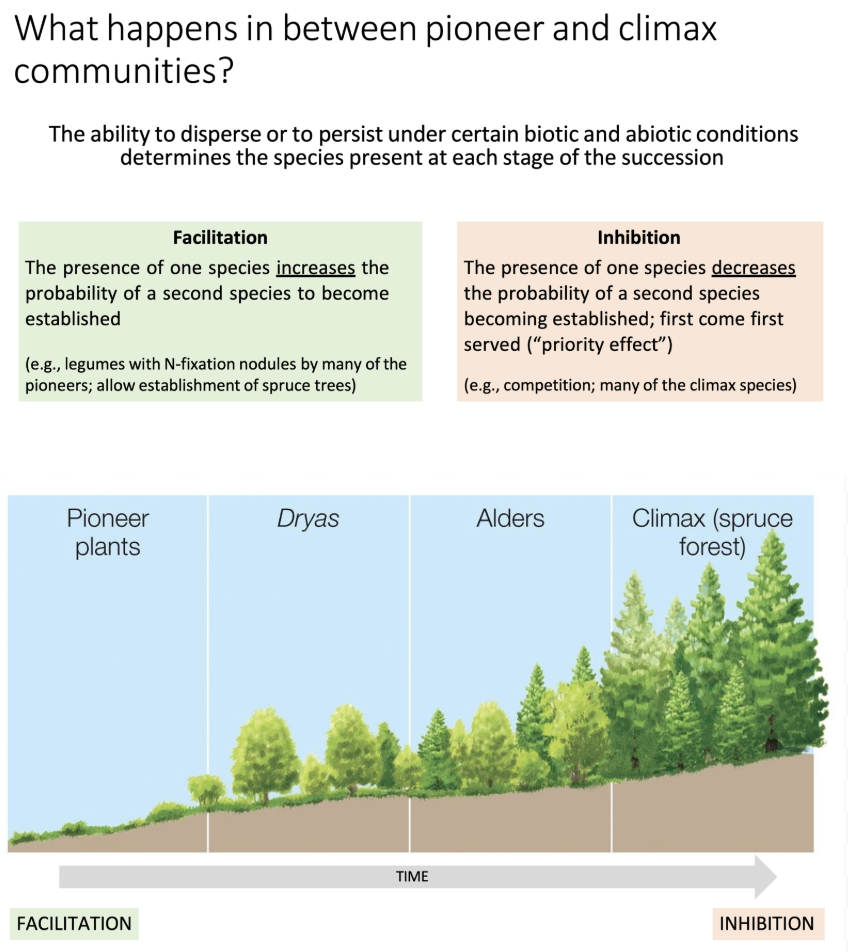 <ul><li><p><strong>Facilitation</strong> takes place– The presence of one species increases the probability of a second species to become established.</p></li><li><p><strong>Inhibition</strong> takes place– The presence of one species decreases the probability of a second species becoming established; first come first served (“priority effect”)</p><ul><li><p><span>The ability to disperse or to persist under certain biotic and abiotic conditions determines the species present at each stage of the succession</span></p></li></ul></li><li><p>A mixture of both processes over a very long period of time forms a complete climax community</p><ul><li><p>Initially, facilitation is taking place because the community needs to be established, but as the community approaches climax, there is competition for resources, limited places to occupy, etc; which leads to inhibition.</p></li></ul></li></ul><p></p>