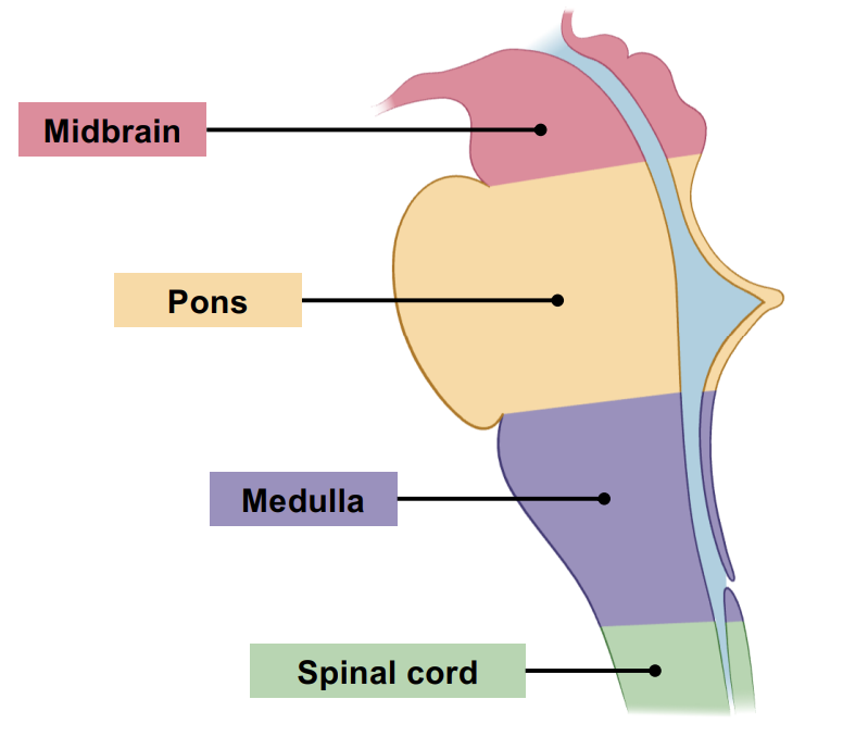 <ul><li><p>Midbrain </p></li><li><p>Pons</p></li><li><p>Medulla oblongata (point of left-right crossover)</p></li><li><p>Spinal cord</p></li></ul><p></p>
