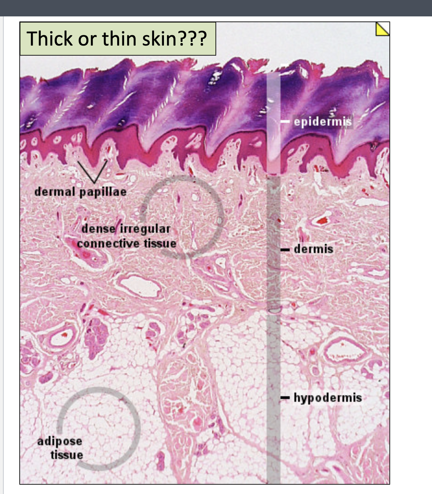<p>Large blood vessels, lymphatic vessels, and nerves whose branches extend into dermis </p>