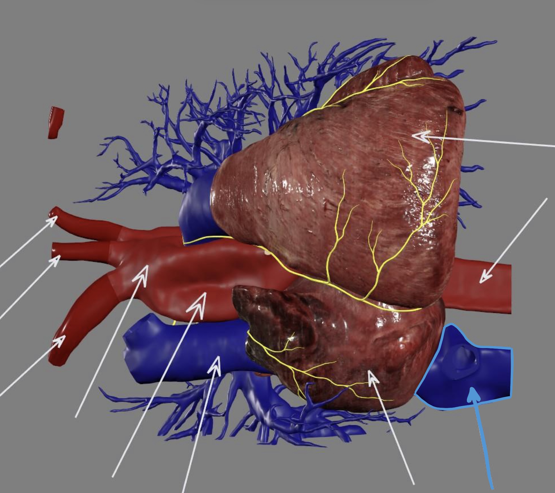 <p><strong><u>right atrium</u></strong> <strong>inflow</strong></p>