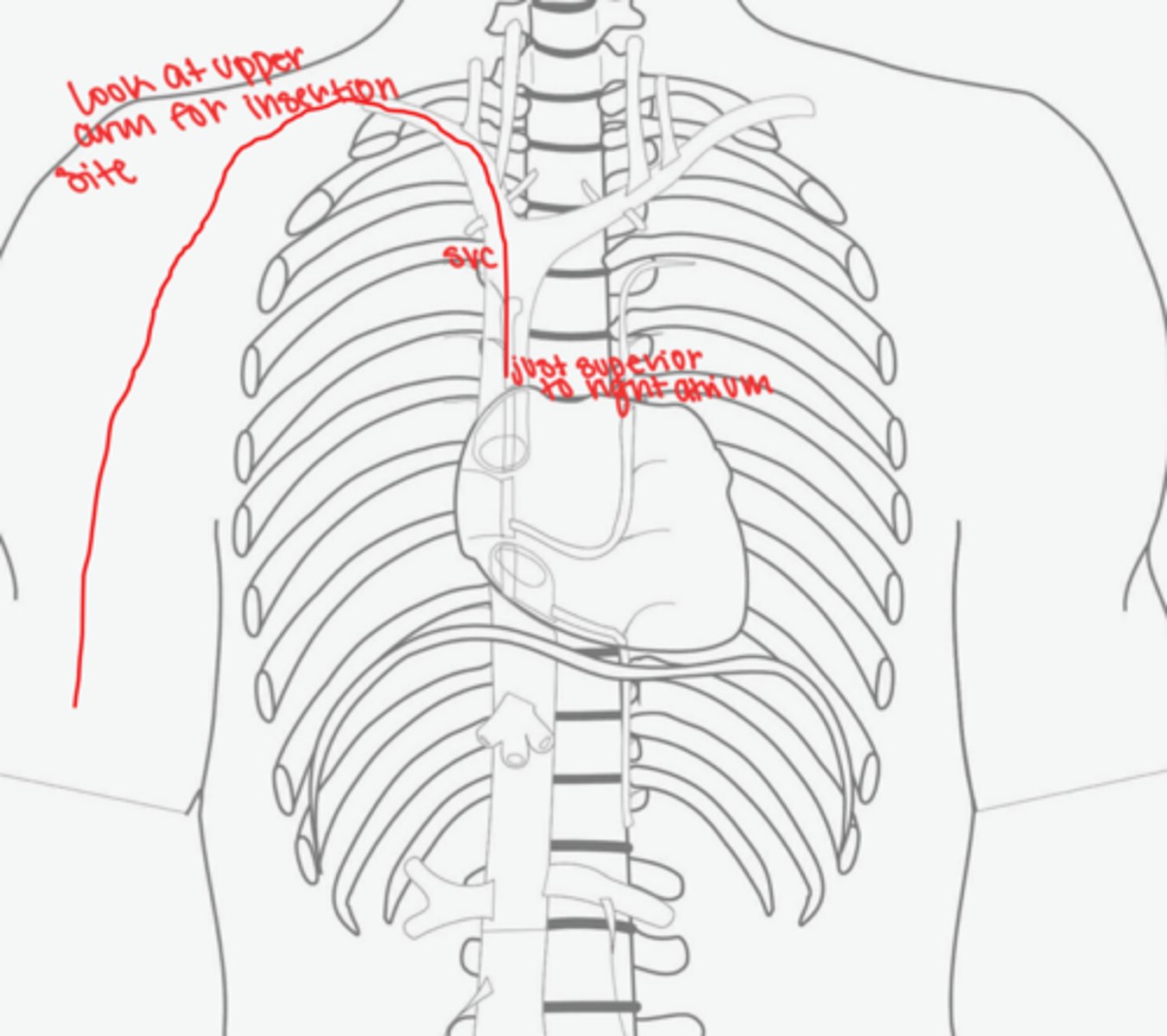 <p>ends at SVC, just superior to right atrium</p>