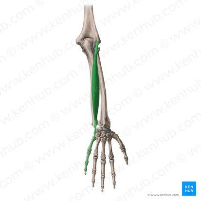 <p>What is the muscle highlighted in green</p>
