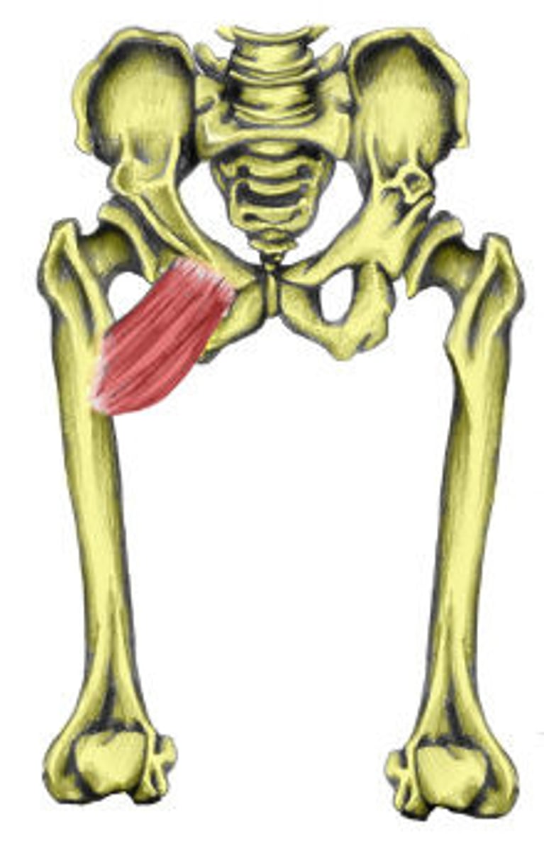 <p>origin: pubis</p><p>insertion : femur</p><p>action: adducts, flexes and medially rotates thigh</p>