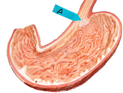 <p>Identify this region of the organ.</p>