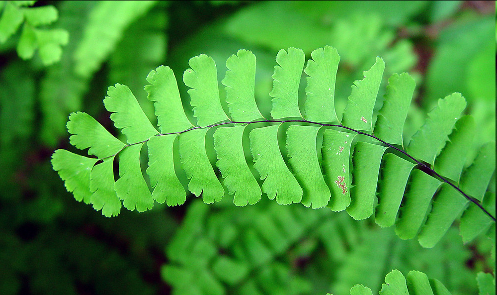 <p>The fine textured fronds stand up to 2 feet high with an overall delicate appearance. The stems are black or dark purple, usually hairless and occasionally covered with whitish bloom. The frond divides into two blades each with 2 – 9 leaflets (pinnae) arranged in a shape commonly described as horse-shoe, semi-circle, or C-shaped. The closest leaflets to the main stem are the largest and become progressively shorter as they approach the tip.</p>