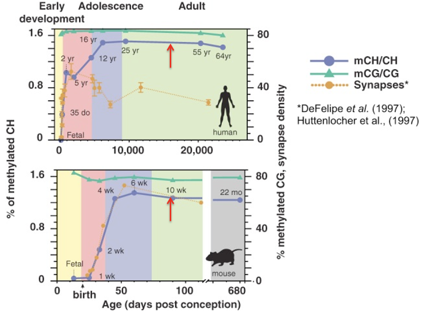 <p>In the context of human brain maturation, how is the decline in synapse density interpreted?</p>