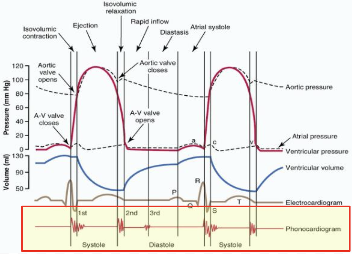 <p>AV valves closing</p><ul><li><p>Beginning of systole</p></li></ul><p></p>