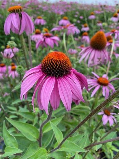 <p>Forb - Native perennial with purple drooping rays surrounding a raised, spiny center. Grows in prairies and open woods and provides nectar, pollen, and seeds for wildlife.</p>