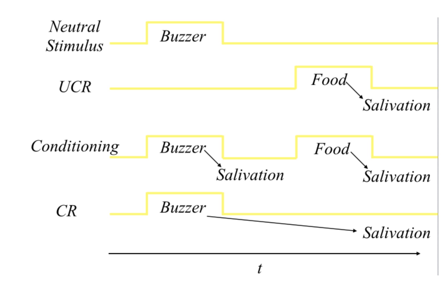 <p>be able to descrube the essential features of Pavlovs experiments (using food and aversive stimulation)</p>