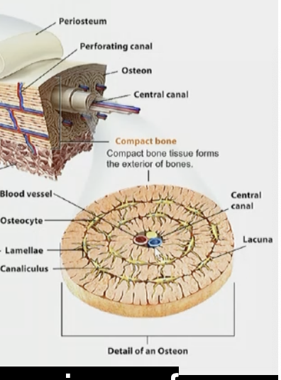 <p>Cortical (<strong>compact</strong>) bone</p>
