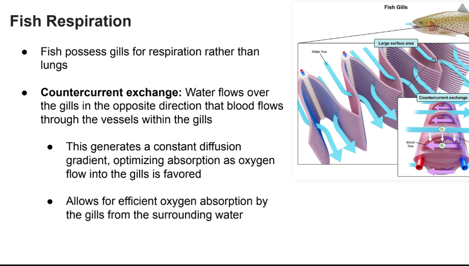 <p>Fish possess gills for respiration rather than lungs</p><ul><li><p>Countercurrent exchange: Water flows over the gills in the opposite direction that blood flows through the vessels within the gills</p></li><li><p>This generates a constant diffusion gradient, optimizing absorption as oxygen flow into the gills is favored</p></li><li><p>Allows for efficient oxygen absorption by the gills from the surrounding water</p></li></ul><p></p>