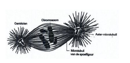 <p>Structuur gevormd uit microtubuli tijdens de mitose, vanuit twee microtubuli-organiserende centra (centrosomen bij dieren, poolkapjes bij planten). Verantwoordelijk voor de scheiding van chromosomen. Wordt verder besproken bij celdeling.</p>