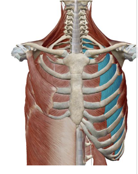 <p>External Intercostals Innervation </p>