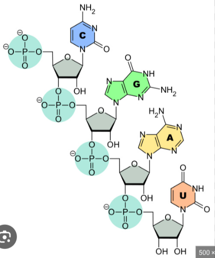 <p>Which nucleic acid is shown here?</p>