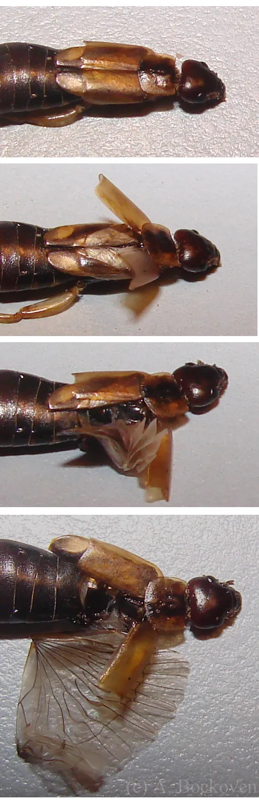 <p>dermaptera wing folding</p>