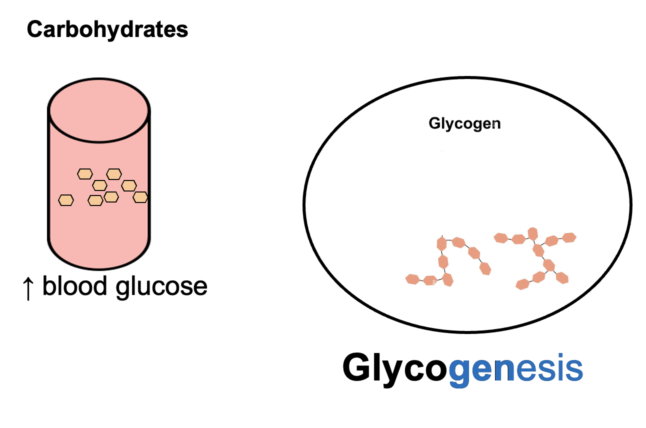 <p><strong>Glycogenesis</strong> is the <strong>anabolic process of converting glucose into glycogen for storage</strong>, typically in the <strong>liver and skeletal muscle</strong>, which helps <strong>lower blood glucose levels</strong>.</p>